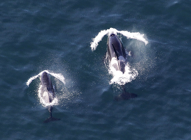 Food crisis: Two killer whales