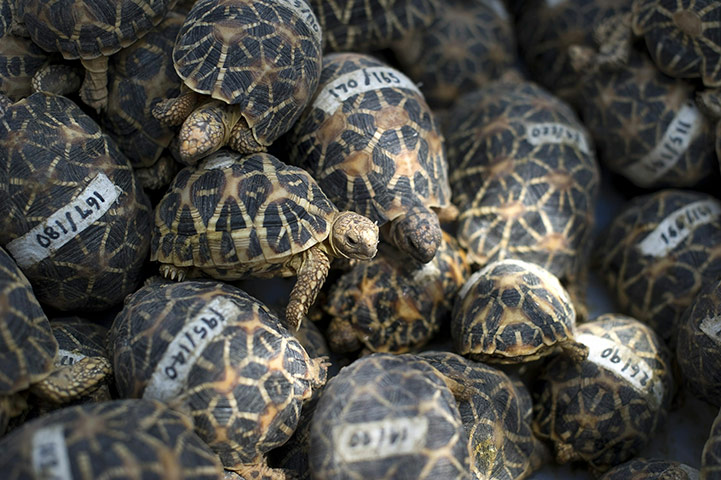 Food crisis: Seized endangered Star Tortoises lay in