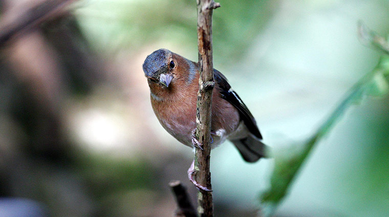 Food crisis: Animals at the Spinney' reserve