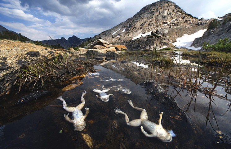 Veolia: Veolia Environnement Wildlife Photographer of the Year 