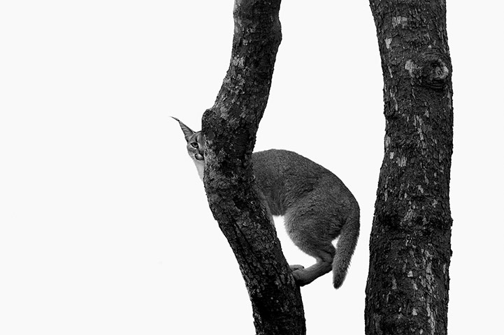 Veolia: Veolia Environnement Wildlife Photographer of the Year 