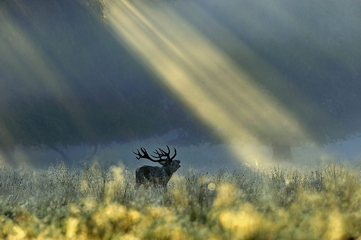 Veolia: Veolia Environnement Wildlife Photographer of the Year 