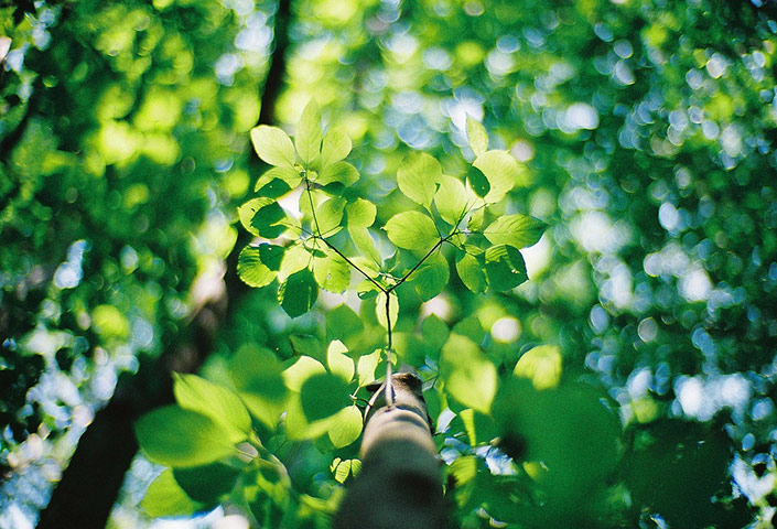 Green Shoots: Guardian reader pool on Flickr: Tree and Leaves