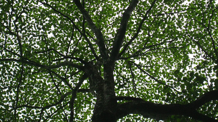 Green Shoots: Guardian reader pool on Flickr: Tree and Leaves