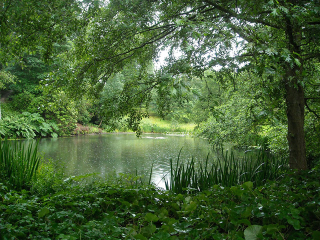 Green Shoots: Guardian reader pool on Flickr: Tree and Leaves