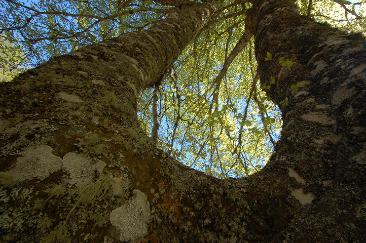 Green Shoots: Guardian reader pool on Flickr: Tree and Leaves