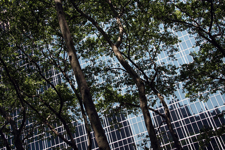 Green Shoots: Guardian reader pool on Flickr: Tree and Leaves