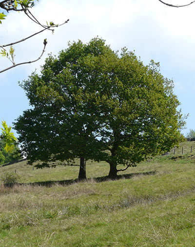 Green Shoots: Guardian reader pool on Flickr: Tree and Leaves