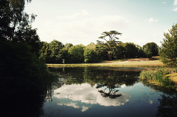 Green Shoots: Guardian reader pool on Flickr: Tree and Leaves