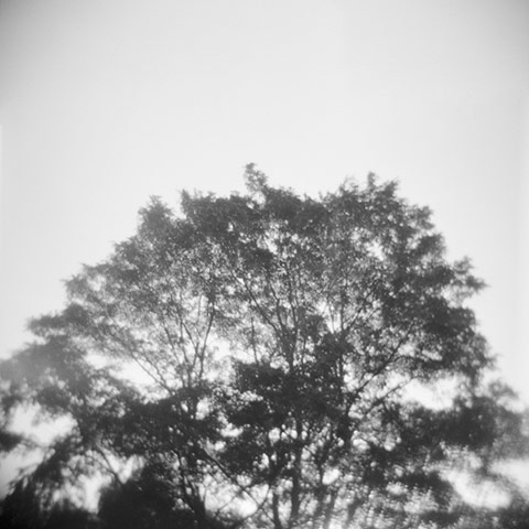 Green Shoots: Guardian reader pool on Flickr: Tree and Leaves