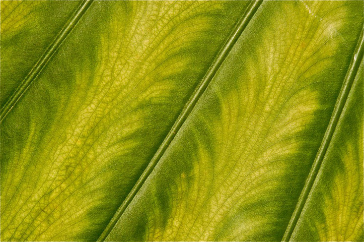 Green Shoots: Guardian reader pool on Flickr: Tree and Leaves