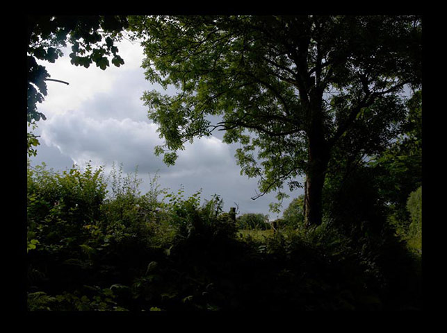 Green Shoots: Guardian reader pool on Flickr: Tree and Leaves