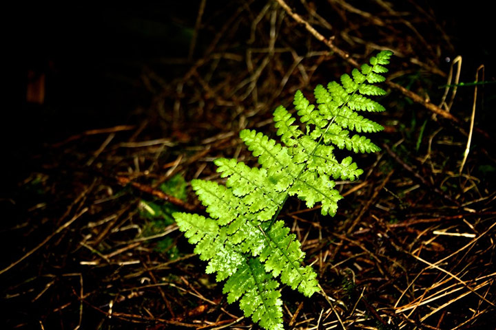 Green Shoots: Guardian reader pool on Flickr: Tree and Leaves