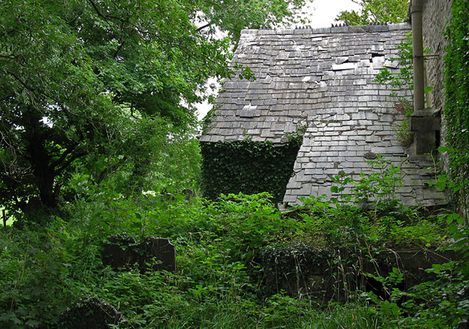 Green Shoots: Guardian reader pool on Flickr: Tree and Leaves