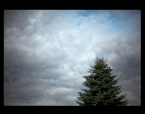 Green Shoots: Guardian reader pool on Flickr: Tree and Leaves