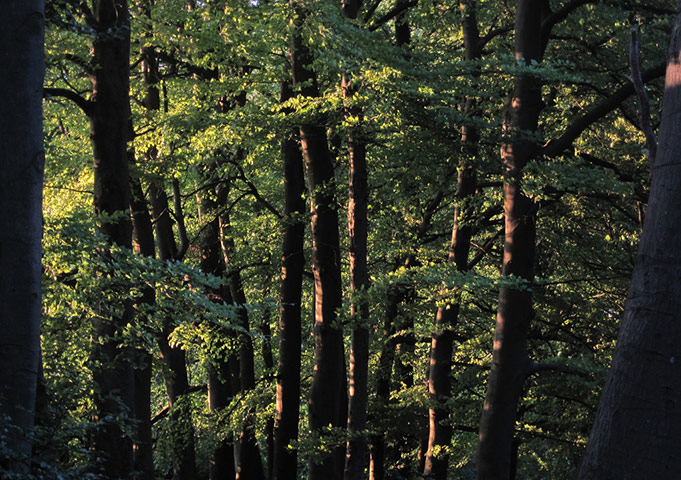 Green Shoots: Guardian reader pool on Flickr: Tree and Leaves