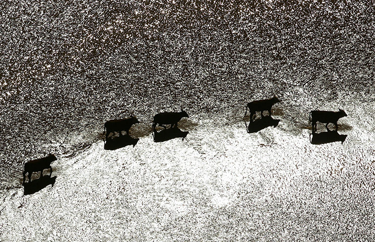 Australia Floods: Wangaratta, Victoria: A herd of cattle look for dry ground floodwater 