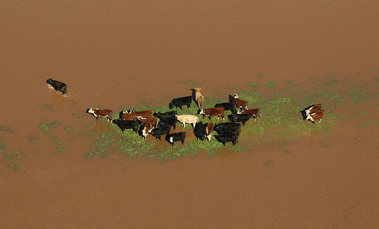 Australia Floods: Wangaratta, Victoria: Stranded cattle look for dry ground in floodwater 