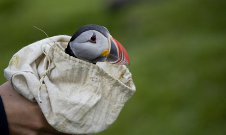 puffin