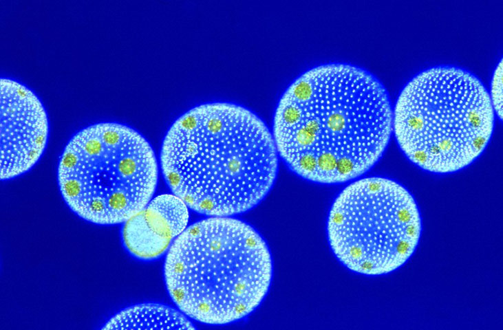 Bike blog: Volvox colonies, light micrograph