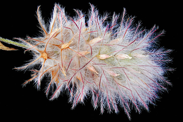 Bike blog: Hare's foot seed head