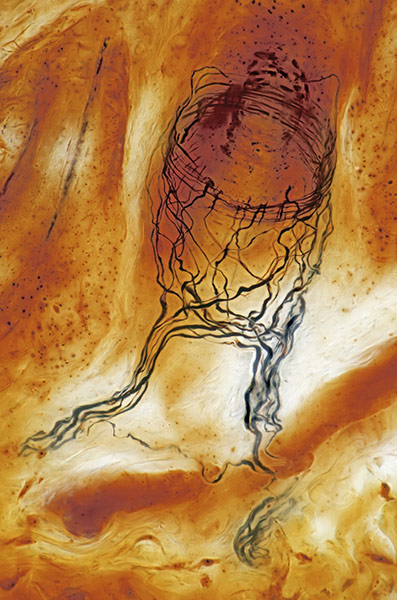 Bike blog: Sensory nerve ending of hair follicle