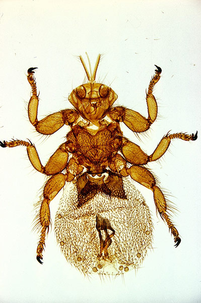 Bike blog: Sheep ked. Melophagus sp.