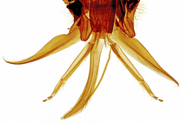 Spike Walker: Honeybee mouth parts