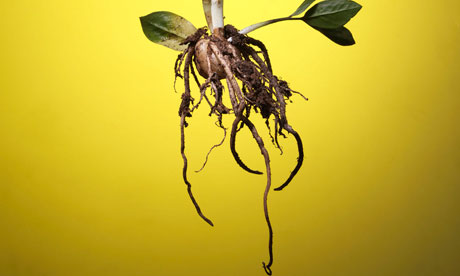 money plant root. Plant roots
