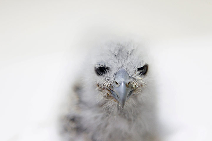24 hours in pics: A two-week-old Malay fish owl Jurong Bird Park 
