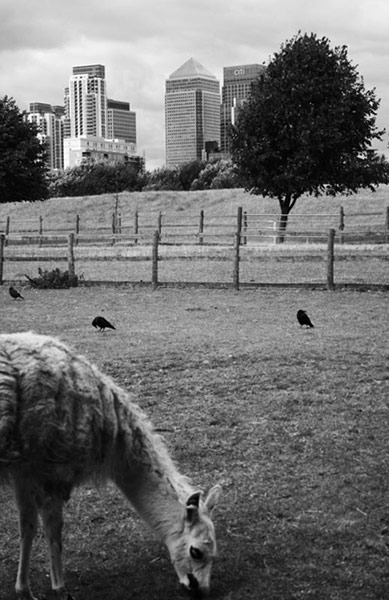 In pictures: City: Llama