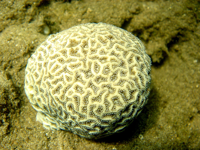 Endangered Corals: Crisp pillow coral - Anomastraea irregularis