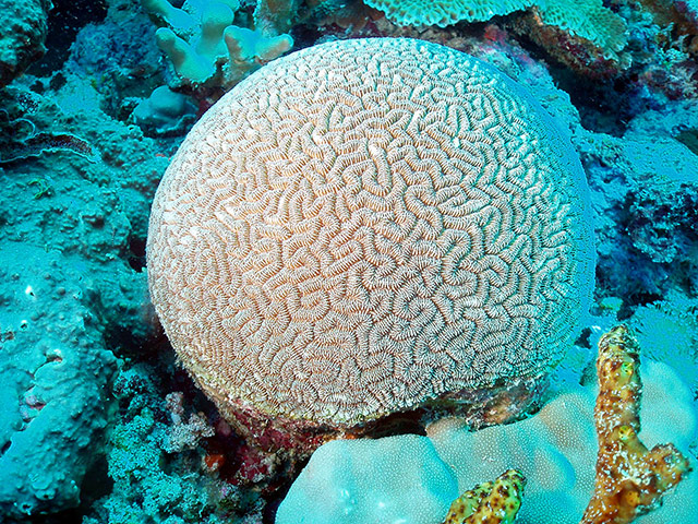 Endangered Corals: Ctenella coral - Ctenella chagius