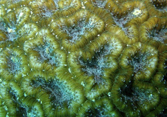 Endangered Corals: Horastrea coral - Horastrea indica