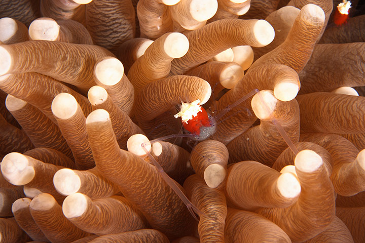 Endangered Corals: Mushroom coral - Heliofungia actiniformis