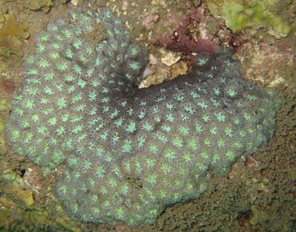 Endangered Corals: Parasimplastrea coral - Parasimplastrea sheppardi