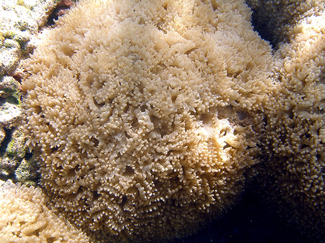 Endangered Corals: Pearl bubble coral - Physogyra lichtensteini