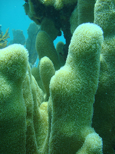 Endangered Corals: Pillar coral - Dendrogyra cylindrus