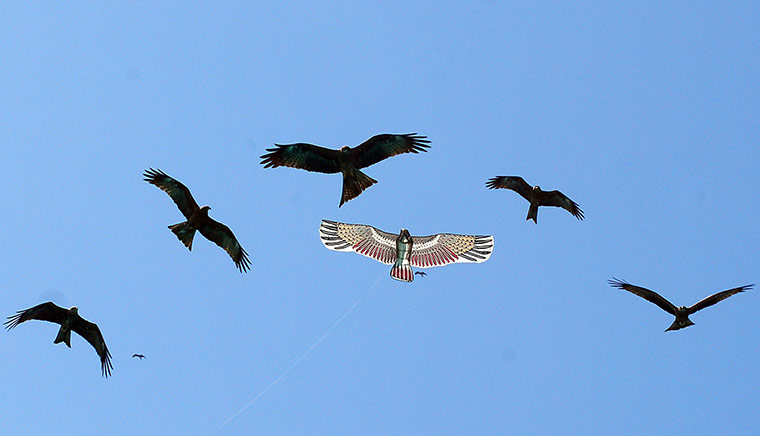 24 hours in pictures: International Kite Festival in Ahmedabad