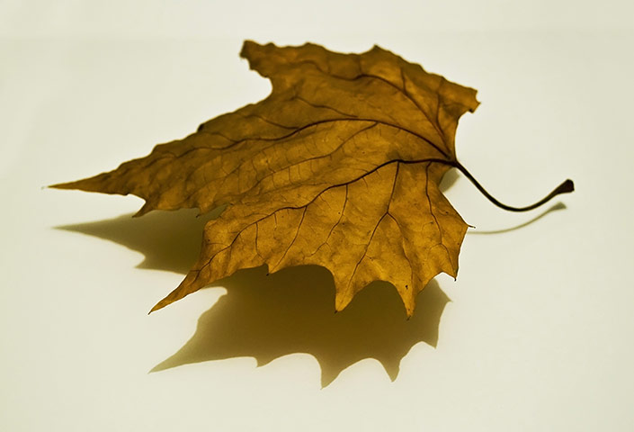 Camera Club: Eight Camera Club Assignment Entries from 2010: Alex Jackson