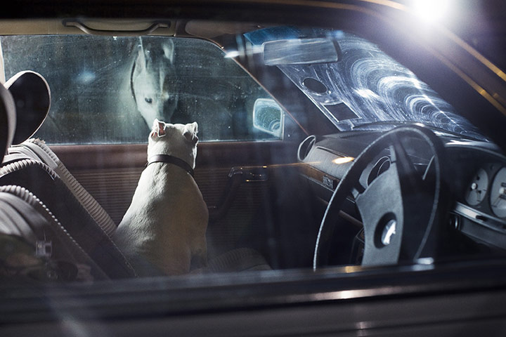 Martin Usborne: Mute: Bones the Staffordshire terrier