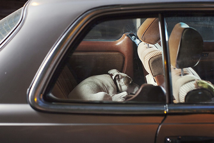 Martin Usborne: Mute: Bones the Staffordshire terrier