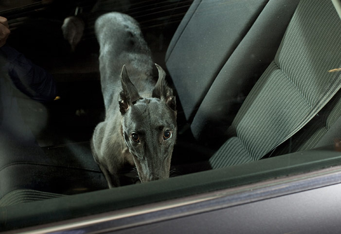 Martin Usborne: Mute: Peggy