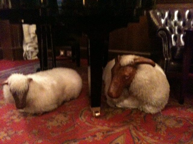 Week in pics: Warwick: Hotel sheep