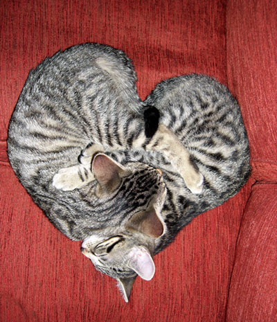 In pictures: shape: Sleeping cats