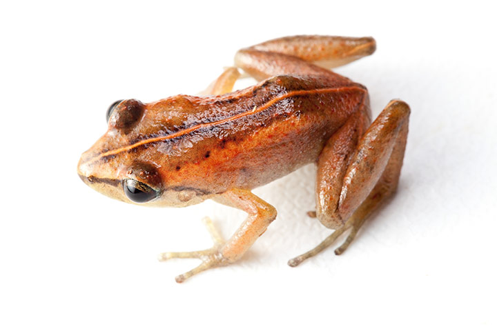 Frogs of Haiti: Mozart's Frog