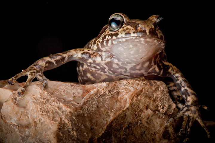 Frogs of Haiti: La Hotte Glanded Landfrog