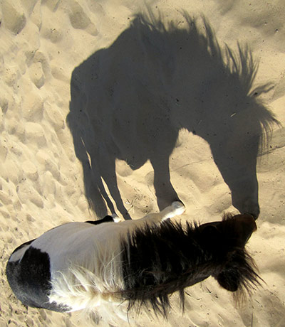 In pictures: shape: Shetland pony