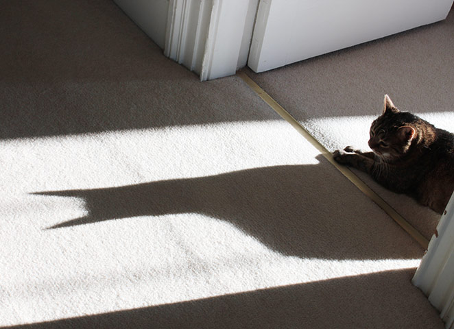 In pictures: shape: cat dozing in the sun