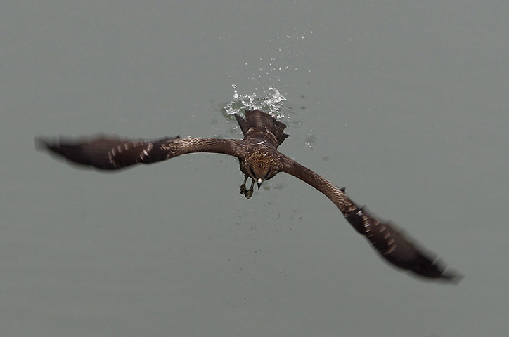 24 hours in pictures: Srinagar, India: An eagle catches a fish in a river